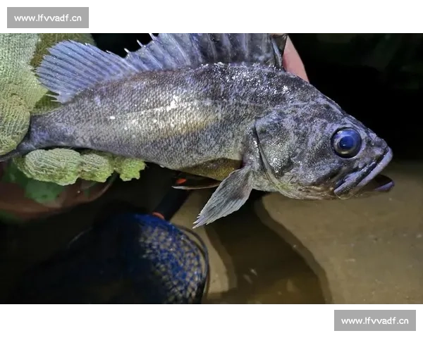 岱山海钓者意外发现：不同鱼类竟有独特 “语言”，百年渔谚暗藏声学密码